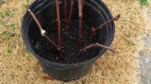 Саджанці винограду з чубуков: методика вирощування