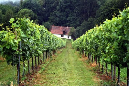 Посадка саджанців винограду: вибір місця, підготовка грунту
