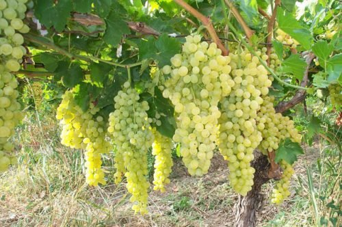 Підживлення винограду деревною золою, позакореневого спосіб внесення добрива