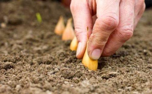Цибулю севок: як садити, вирощування і догляд у відкритому грунті
