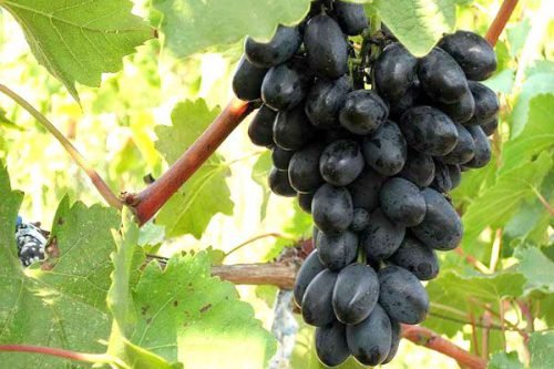 Кращі сорти темного винограду: огляд, фото