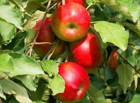 Яблуня колоновидна: опис та фото кращих сортів
