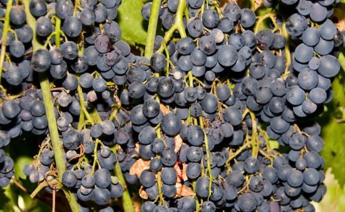 Чорний виноград: сорти і види, посадка, вирощування