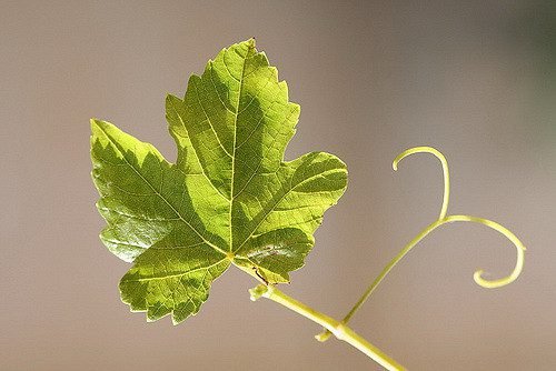 Обробка листя винограду: по пятому лисицю, літня, осіння