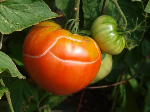 Хвороби томатів у теплиці: вирощування та лікування помідор