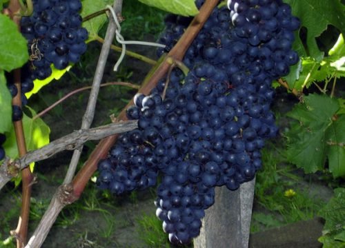 Виноград чорний перли: опис сорту