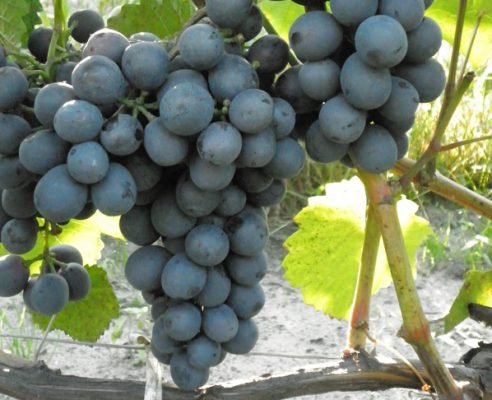 Виноград мускат: опис мускатного сорту, фото