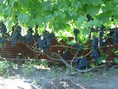 Виноград кодрянка: опис, характеристика
