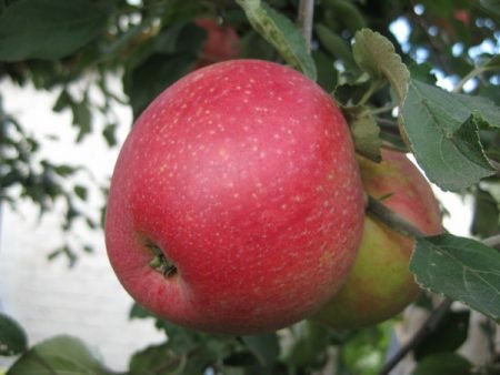 Пепін Шафранний яблуня: опис сорту, фото, особливості