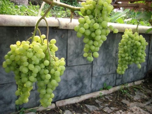 Виноград в сибіру для початківців: посадка та вирощування