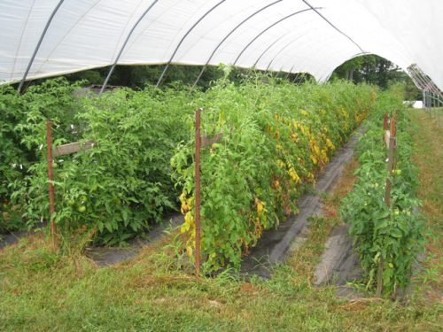 Жовтіють помідори в теплиці: листя томатів вянуть через фузаріозу