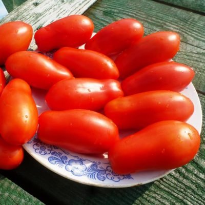 Помідори дамські пальчики: опис сорту томатів