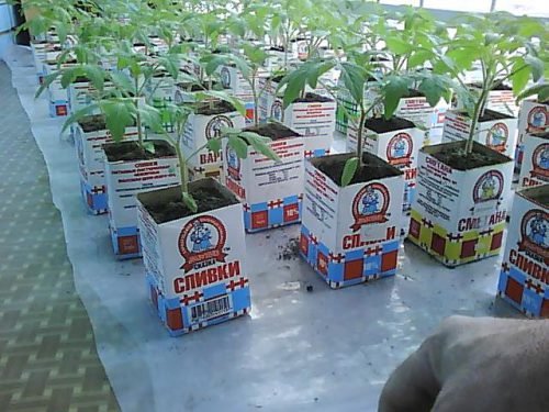 Чим полити розсаду помідор, щоб не витягувалась, умови вирощування