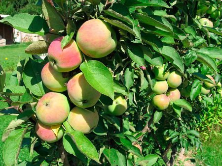 Яблуня колоновидна: сорти для підмосковя літні, осінні, пізні