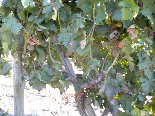 Хвороба листя винограду лікування хвороб різного типу
