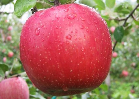 Сорт яблуні Легенда: фото та опис сорту, особливості