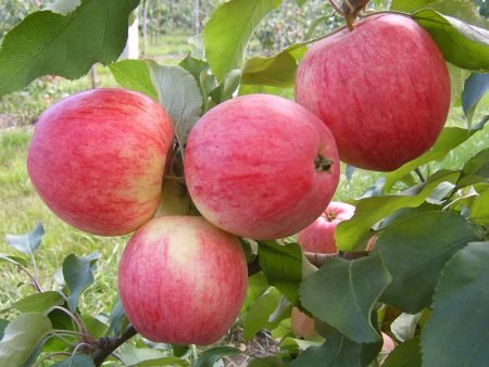 Карликова яблуня Братчуд: опис сорту, фото