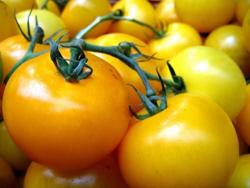 Помідори жовті сорти: трюфель, гігант, вишня   опис томатів