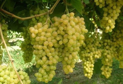 Калорійність зеленого винограду кишмиш порівняно з чорним