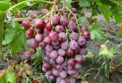 Сорт винограду роза: жіноча, біла, червона   опис сортів