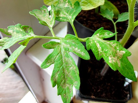Плями на листках томатів, хвороби розсади томатів