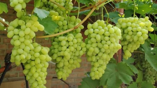 Виноград галахад: опис сорту