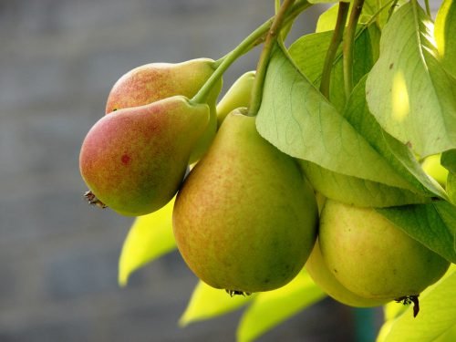 Які вітаміни в груші: склад продукту