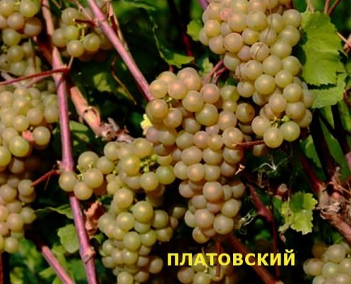 Виноград платовский: опис сорту