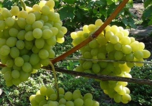 Виноград августин: опис сорту, посадка і догляд