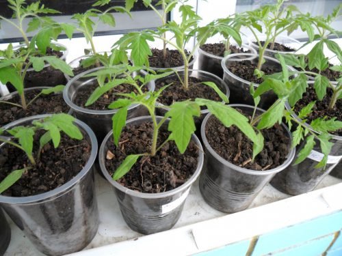 Коли садити помідори у відкритий грунт розсадою: правила висадки, догляд