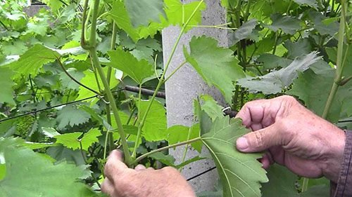 Обривати листя винограду: навіщо потрібно видалення