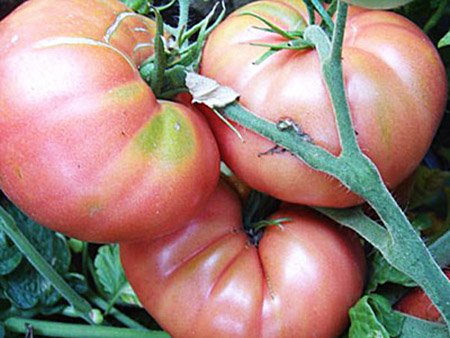 Томат Мікадо: характерні особливості рожевих помідорів