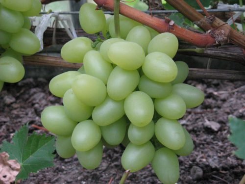 Виноград азалія: опис сорту