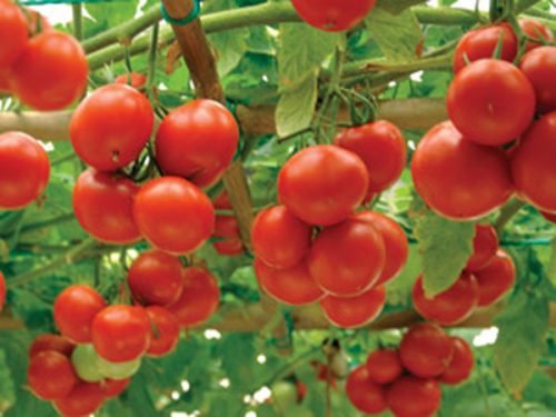 Томат спрут: опис сорту помідорів