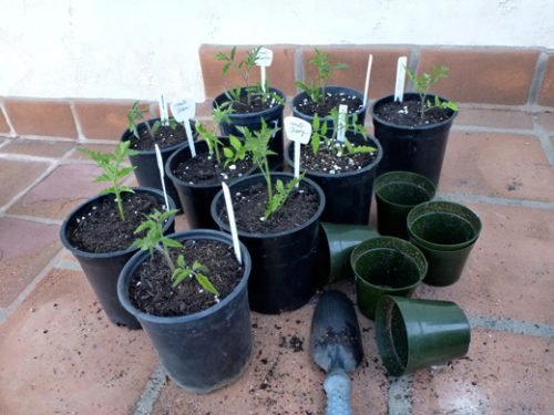Як виростити розсаду помідорів в домашніх умовах: вибір насіння, пікірування