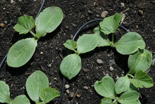 Гарбуз: коли садити насіння у відкритий грунт: догляд за розсадою