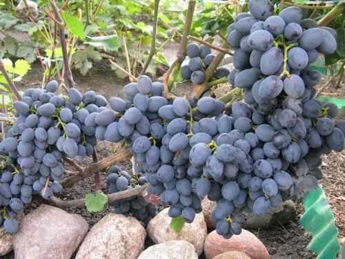 Виноград гала, опис сорту: посадка і догляд