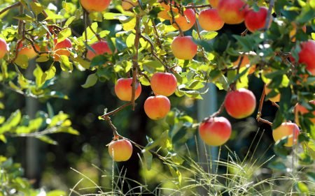 Літня обрізка яблунь: як правильно зробити, схема, поради