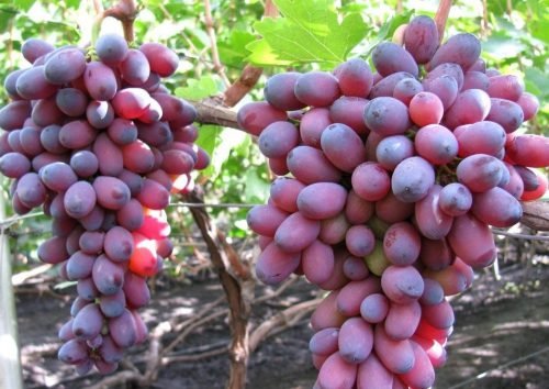 Виноград кармакод: опис сорту
