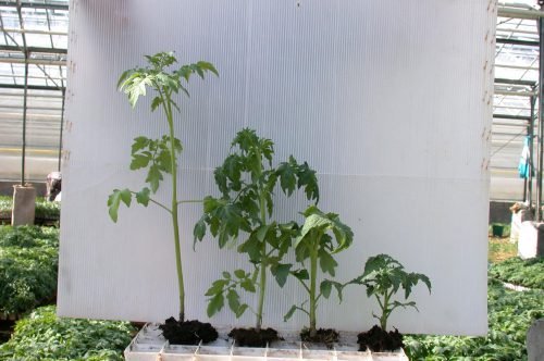 Як садити помідори: догляд за розсадою томатів