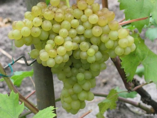 Кишмиш угорський опис сорту винограду