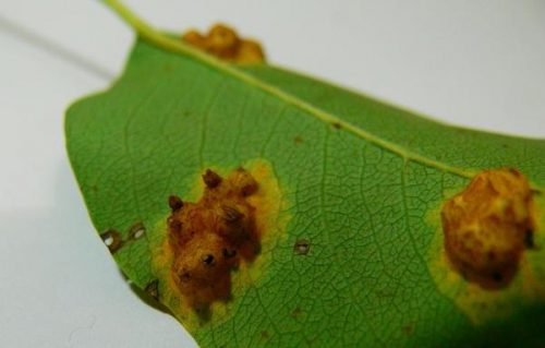 Хвороби груші: помаранчеві плями на листках