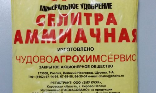 Чим підживити часник: добрива та правила їх внесення
