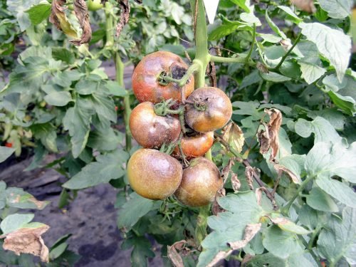 Хвороби томатів у теплиці: вирощування та лікування помідор