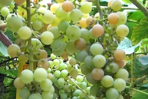 Виноград дублянський: опис сорту