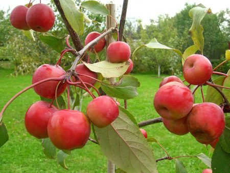 Райські яблука: опис сортів, прлюсы і мінуси, як виростити яблуню