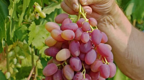Виноград супер ранній: сорту, опис видів