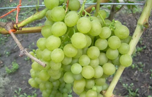 Виноград біле диво: опис сорту