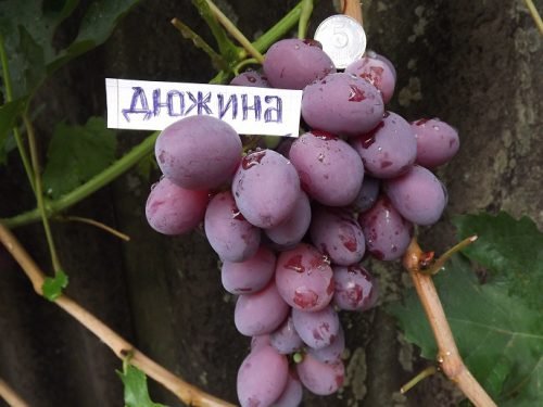 Виноград дюжина: опис сорту