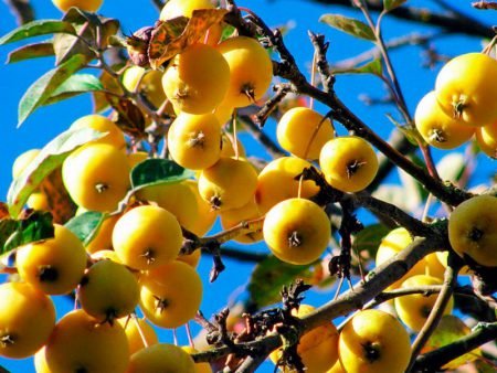 Яблуня Китайка золота рання: опис, фото, переваги сорту